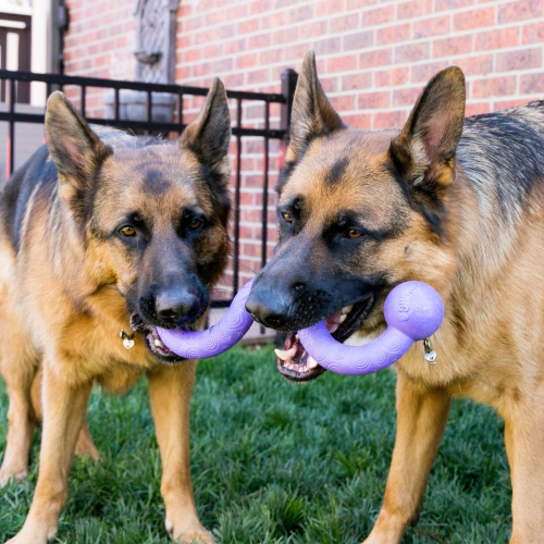 KONG OGEE STICK ASSORTED LARGE DOG TOY